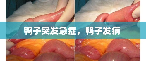 鸭子突发急症，鸭子发病 