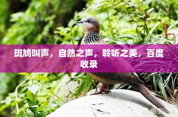 斑鸠叫声，自然之声，聆听之美，百度收录