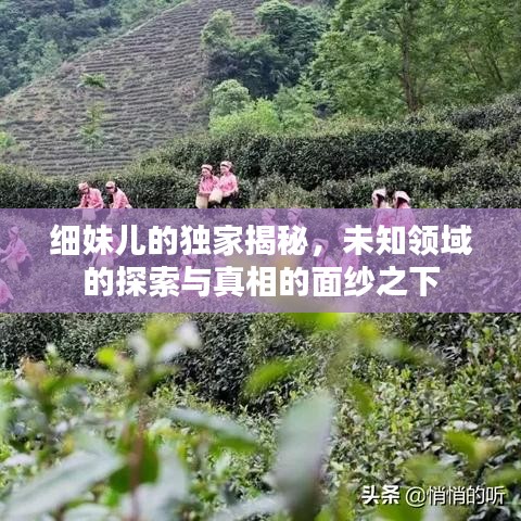 越鸟南栖