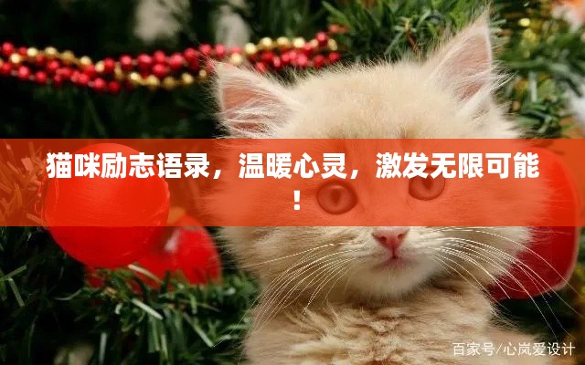 猫咪励志语录，温暖心灵，激发无限可能！