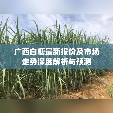广西白糖最新报价及市场走势深度解析与预测