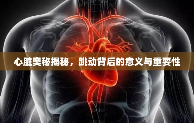 心脏奥秘揭秘，跳动背后的意义与重要性