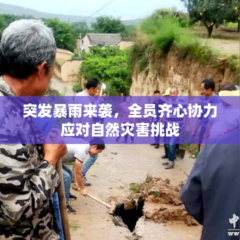 采椽不斫