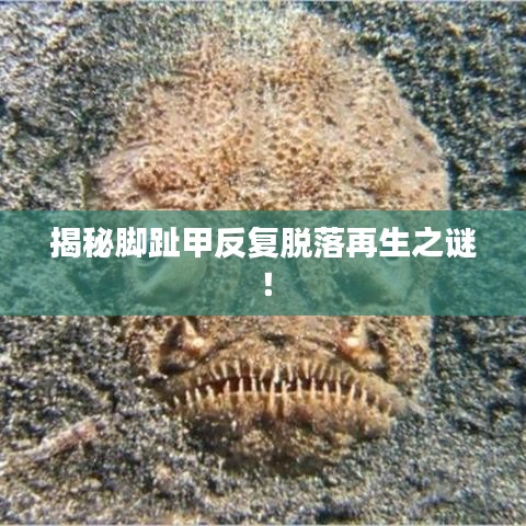 揭秘脚趾甲反复脱落再生之谜！
