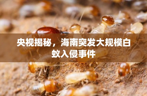 央视揭秘，海南突发大规模白蚁入侵事件