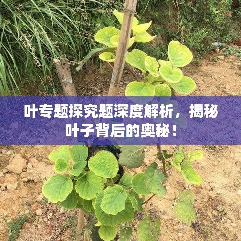 叶专题探究题深度解析，揭秘叶子背后的奥秘！
