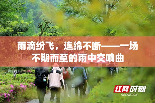 雨滴纷飞，连绵不断——一场不期而至的雨中交响曲